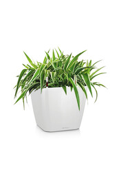 Spiderpflanze im selbstbewässernden Quadro