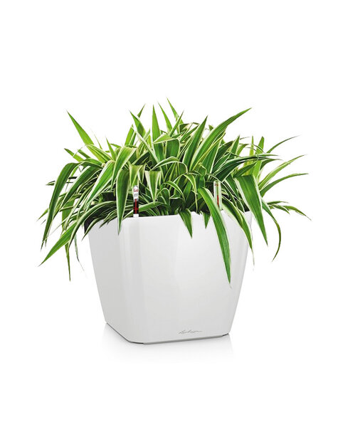 Lechuza Lechuza | Chlorophytum