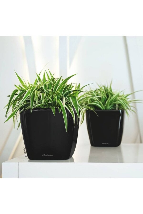 Spiderpflanze im selbstbewässernden Quadro