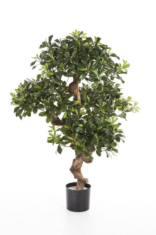 Pittosporum Mountain Kunstpflanze