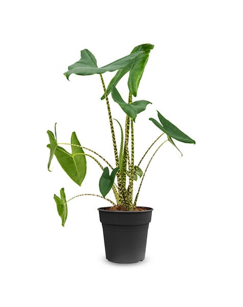 Alocasia