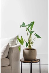 Alocasia Zebrina