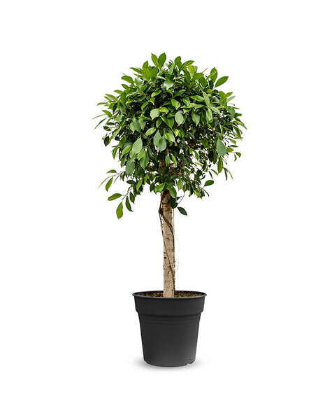 Ficus Benjamina