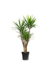 Yucca Palmlilie XXL