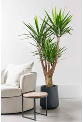 Yucca Palmlilie XXL