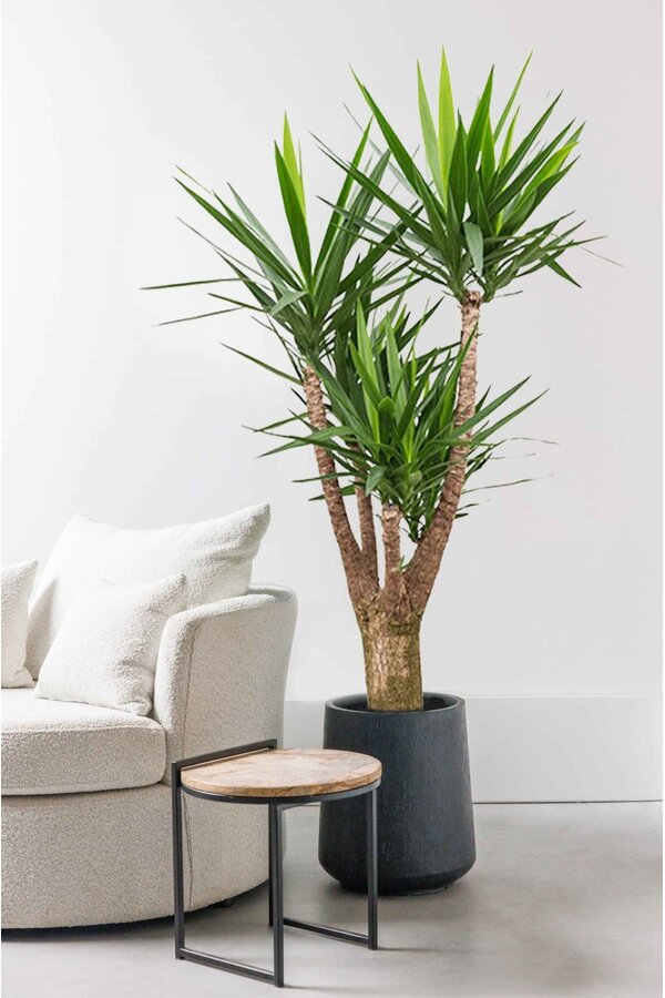 Yucca Palmlilie XXL