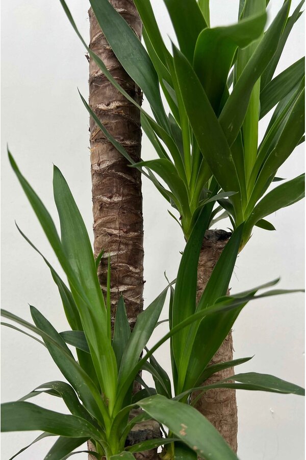 Yucca Palmlilie XXL