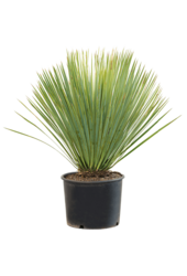 Yucca Rostrata L