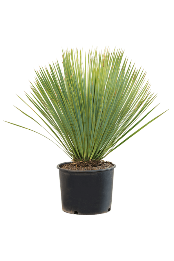 Yucca Rostrata L