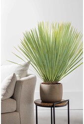 Yucca Rostrata L