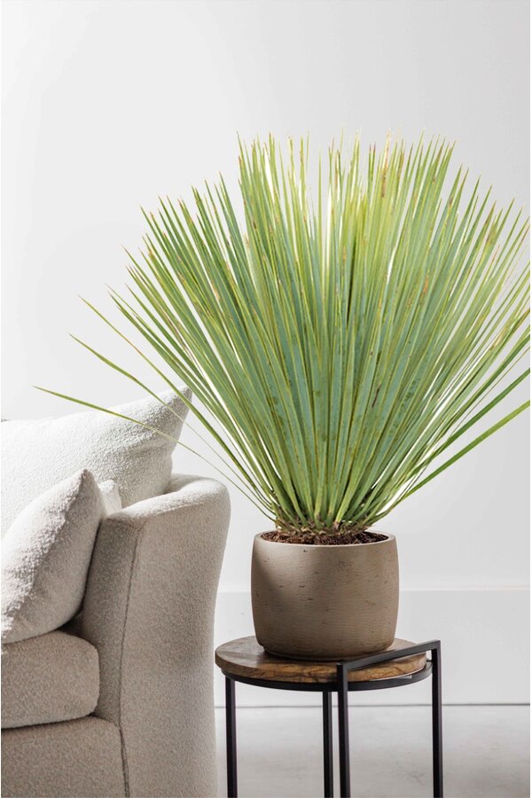 Yucca Rostrata L