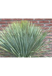 Yucca Rostrata L