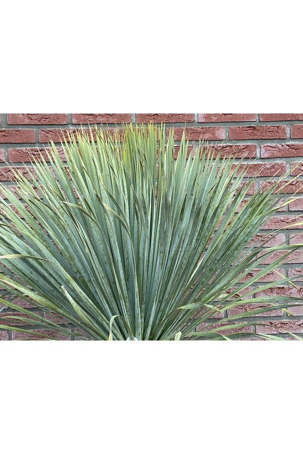 Yucca Rostrata L