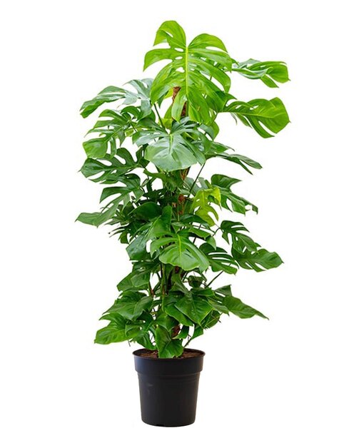 Monstera