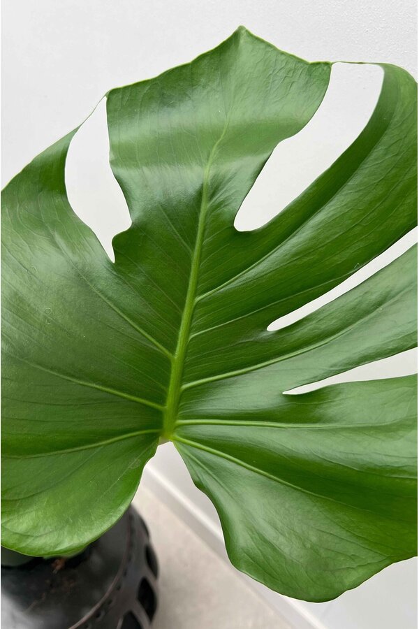 Monstera Lochpflanze Moosstock XL