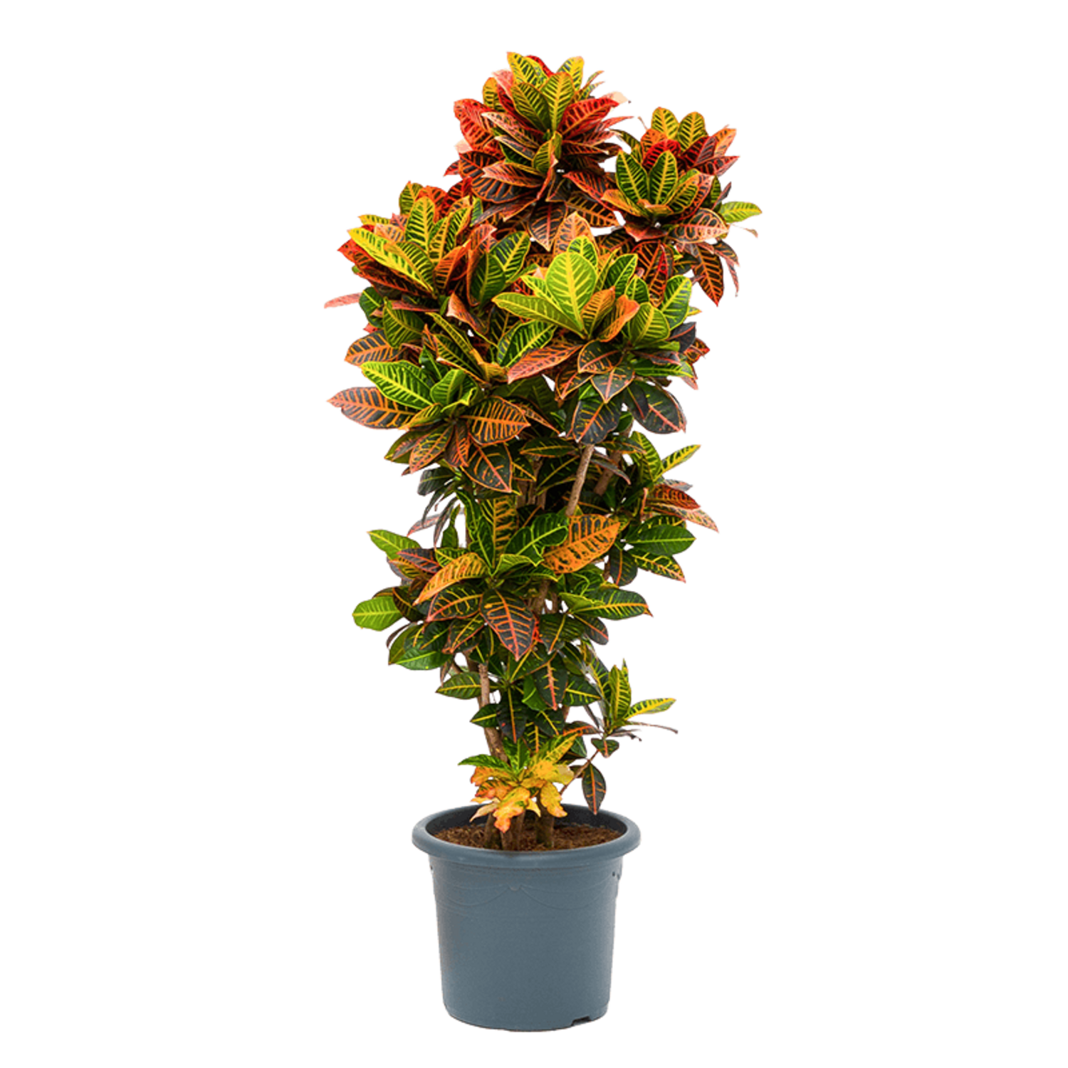 zimmerpflanzen orange Orangener Feuerdorn (Pyracantha coccinea 'Orange Glow') | 60-80 cm im Topf main image 0