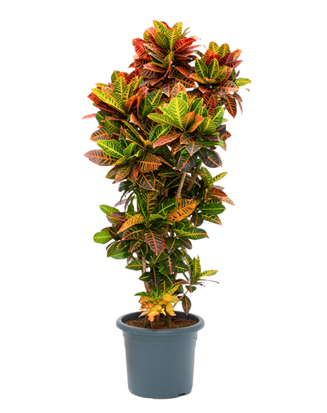 Codiaeum