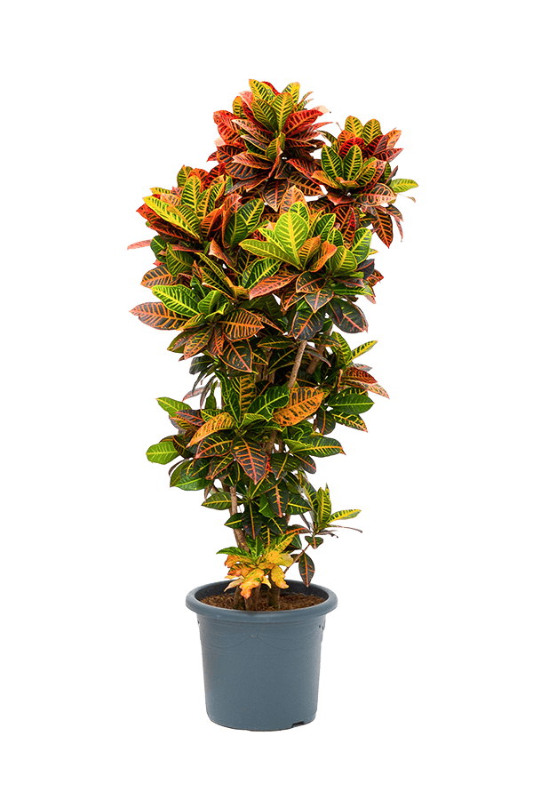 Croton Wunderstrauch XXL