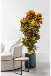 Croton Wunderstrauch XXL