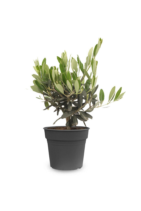 Mini-Olivenbaum