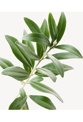 Mini-Olivenbaum