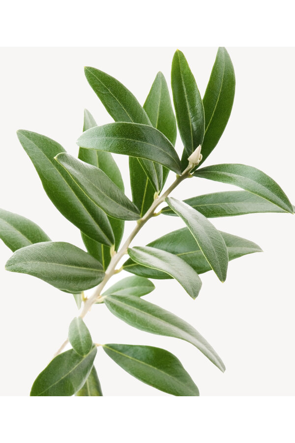 Mini-Olivenbaum