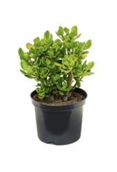 Sukkulente Coral Shape