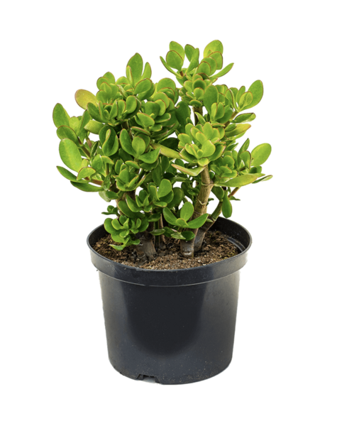 Crassula