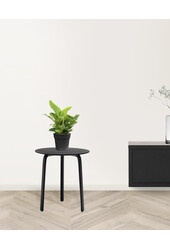 Philodendron Imperial Green M