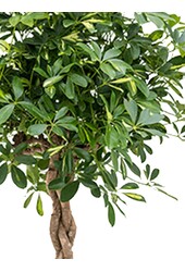 Schefflera bunt geflochten XL