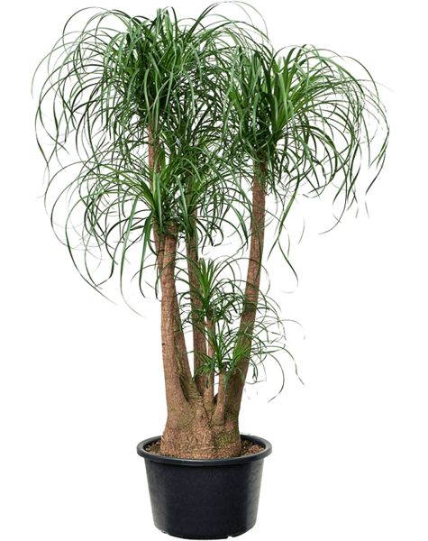 Beaucarnea