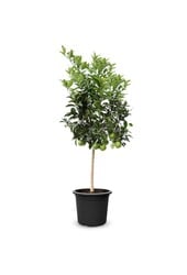 Orangenbaum XXXL