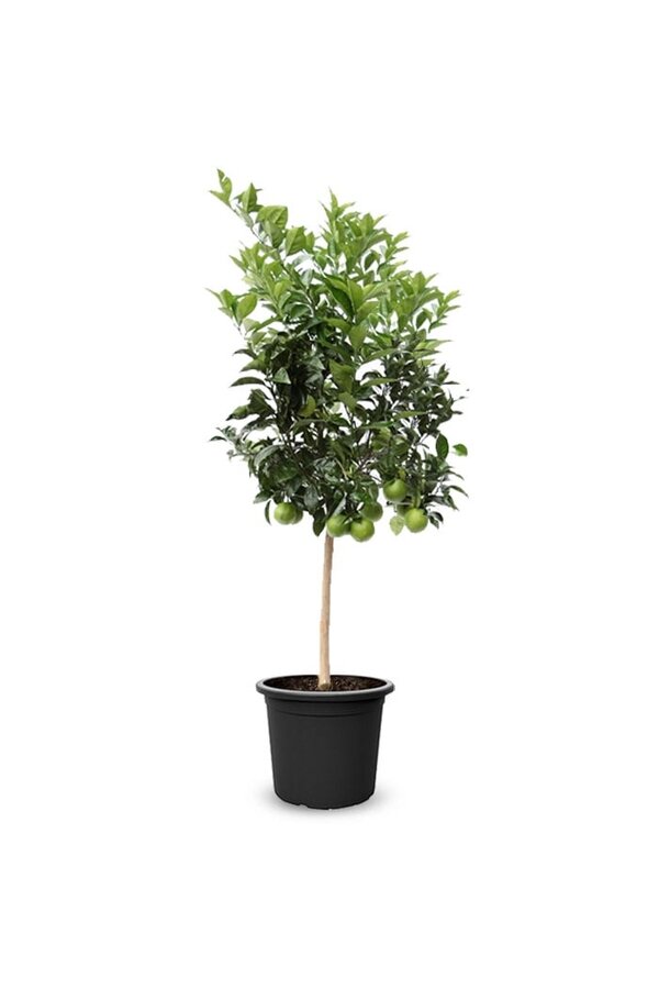 Orangenbaum XXXL