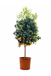 Orangenbaum XXL