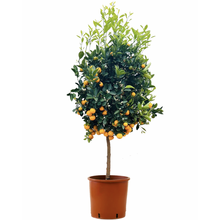 Zitrusfrucht Calamondin