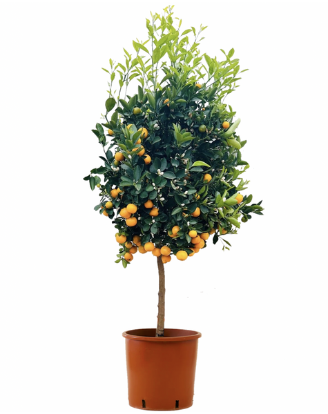 Zitrusfrucht Calamondin