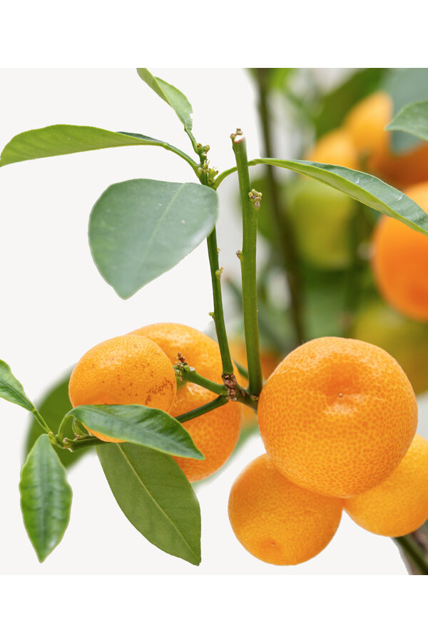 Orangenbaum XXL