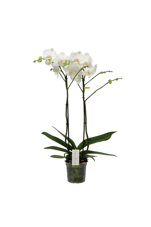 Orchidee Bijoux Chrystal