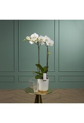 Orchidee Bijoux Chrystal