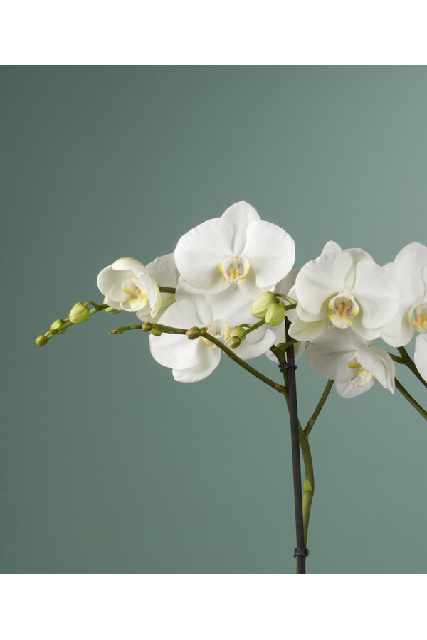 Orchidee Bijoux Chrystal