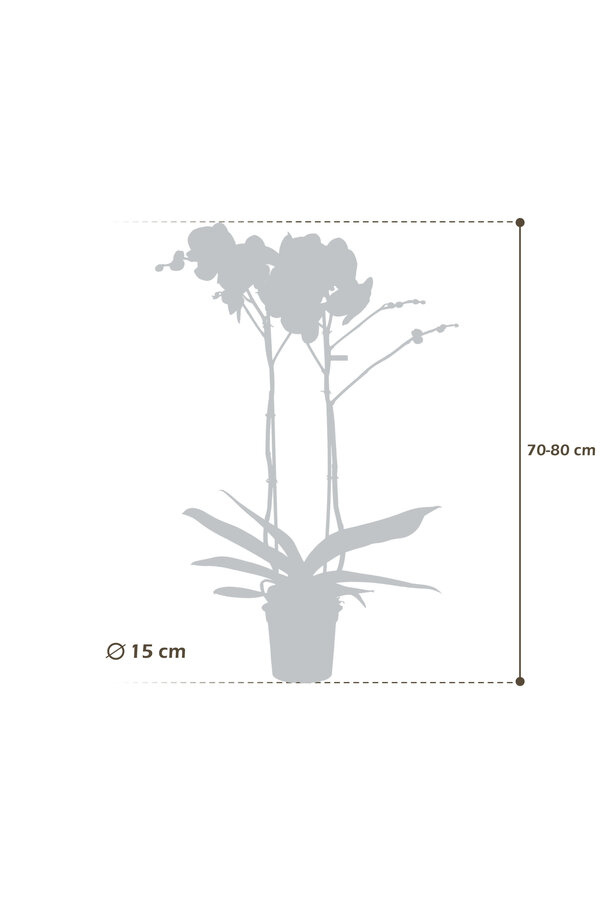 Orchidee Bijoux Chrystal