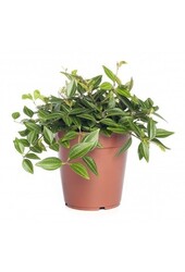 Peperomia Angulata