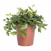 Peperomia