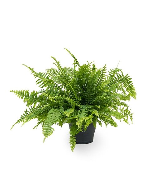 Nephrolepis