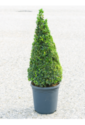 Buchsbaum Sempervirens