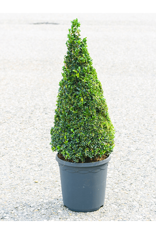 Buchsbaum Sempervirens