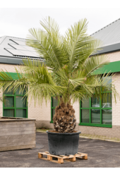 Jubaea chilensis