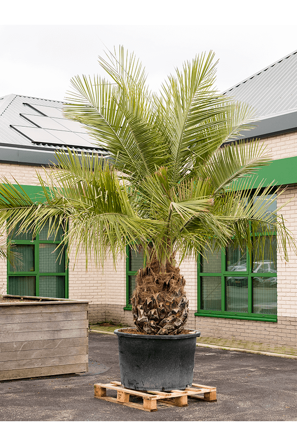 Jubaea chilensis