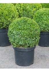 Buchsbaum Sempervirens
