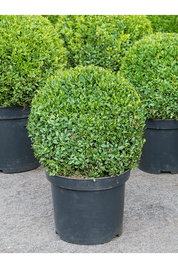 Buchsbaum Sempervirens